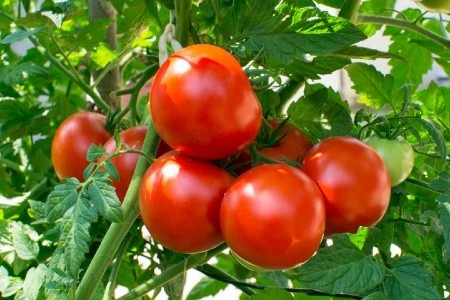Delicious tomatoes, one of the kickstarters of a post-medieval food (r)evolution