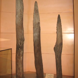 Wooden stakes used in the Bach Dang river